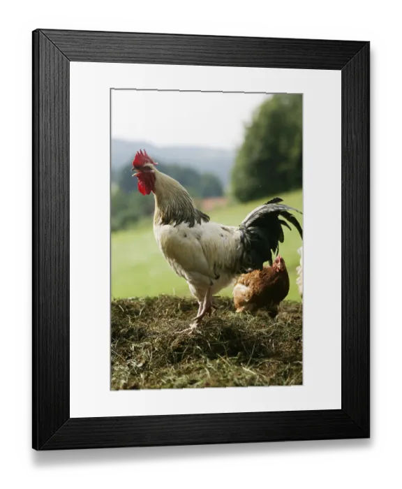 Framed Print : Domestic fowl, cock, side