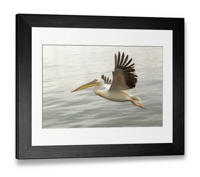 Framed Print : Great White Pelican (Pelecanus onocrotalus)