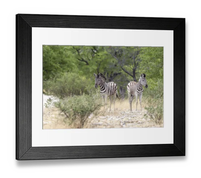 Framed Print : Plains Zebras or Burchell's Zebras (Equus quagga) Framed Print : Plains Zebras or Burchell's Zebras (Equus quagga)
