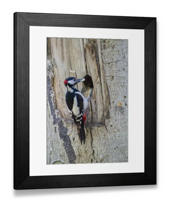 Framed Print : Buntspecht (Dendrocopos major)