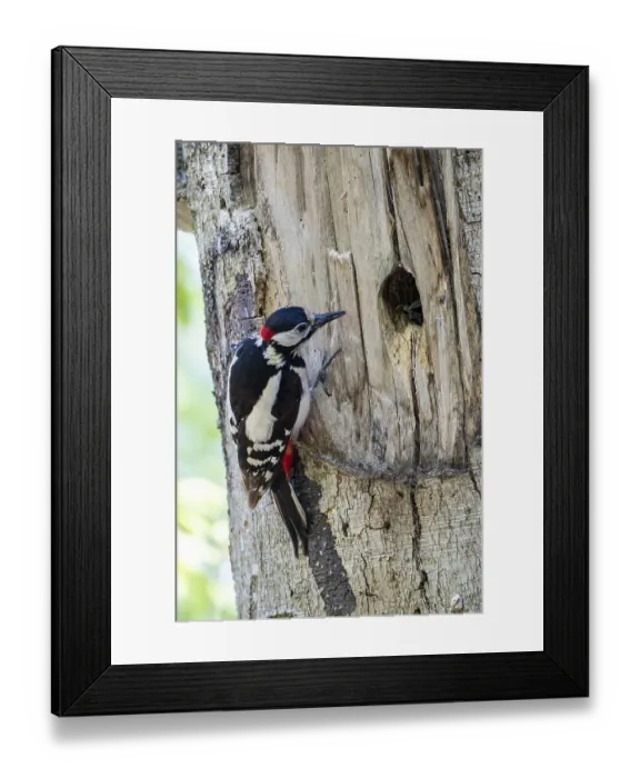 Framed Print : Buntspecht (Dendrocopos major)
