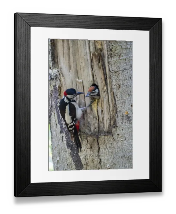Framed Print : Great spotted woodpecker (Dendrocopos major)