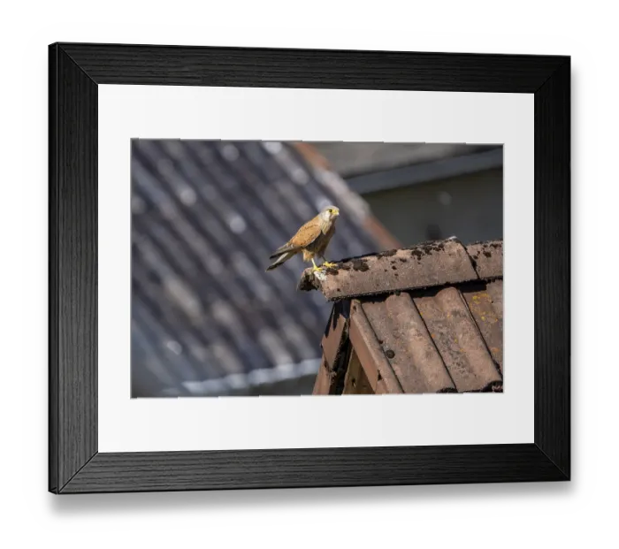 Framed Print : Common kestrel (Falco tinnunculus) Framed Print : Common kestrel (Falco tinnunculus)