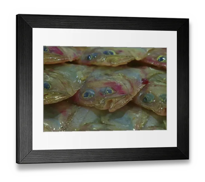 Framed Print : Flounders, fish market, Herault, France Framed Print : Flounders, fish market, Herault, France