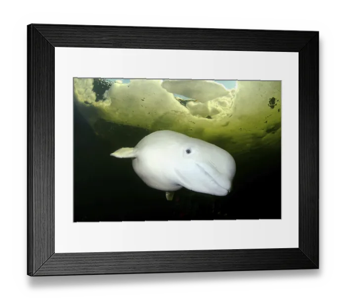 Framed Print : Beluga, White whale (Delphinapterus leucas)
