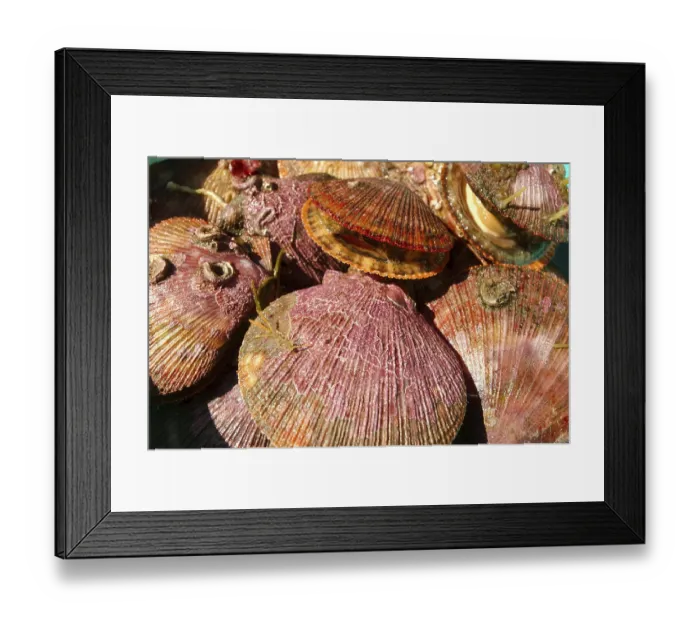 Framed Print : Icelandic scallops (Chlamys islandica)