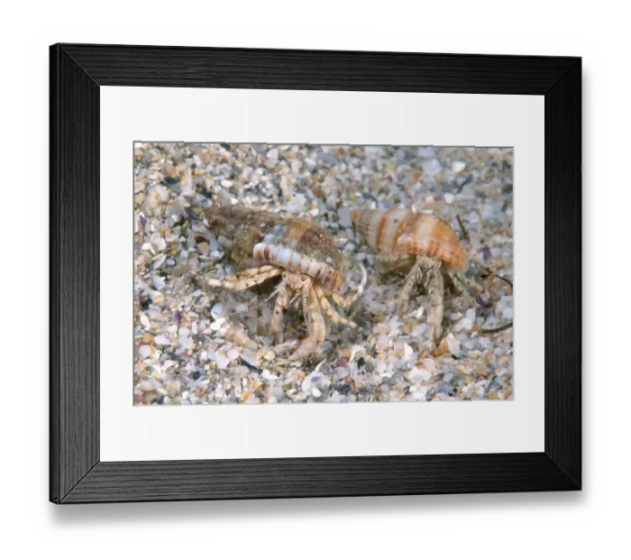Framed Print : Small Hermit Crabs (Diogenes pugilator) Framed Print : Small Hermit Crabs (Diogenes pugilator)