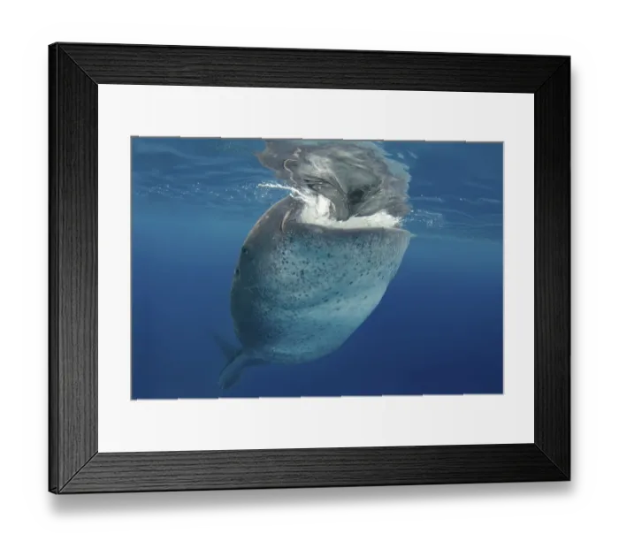 Framed Print : Whale shark (Rhincodon typus), Bohol Sea