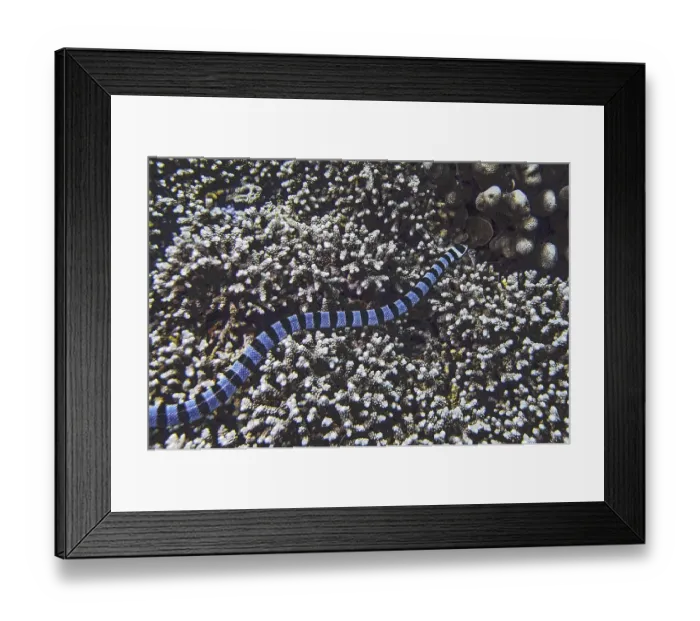 Framed Print : Banded colubrine sea krait (Laticauda colubrina)