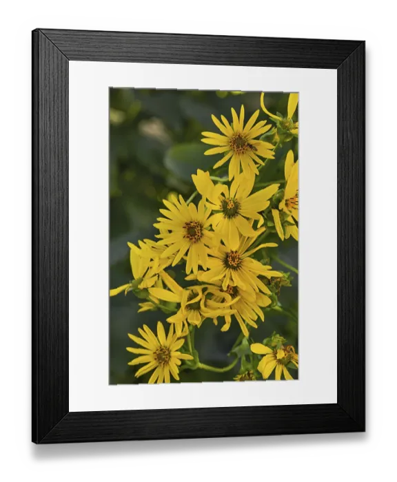 Framed Print : St James ragwort (Jacobaea vulgaris) Framed Print : St James ragwort (Jacobaea vulgaris)