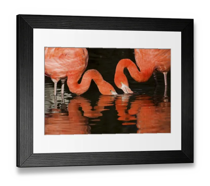 Framed Print : Greater Flamingos (Phoenicopterus ruber) Framed Print : Greater Flamingos (Phoenicopterus ruber)