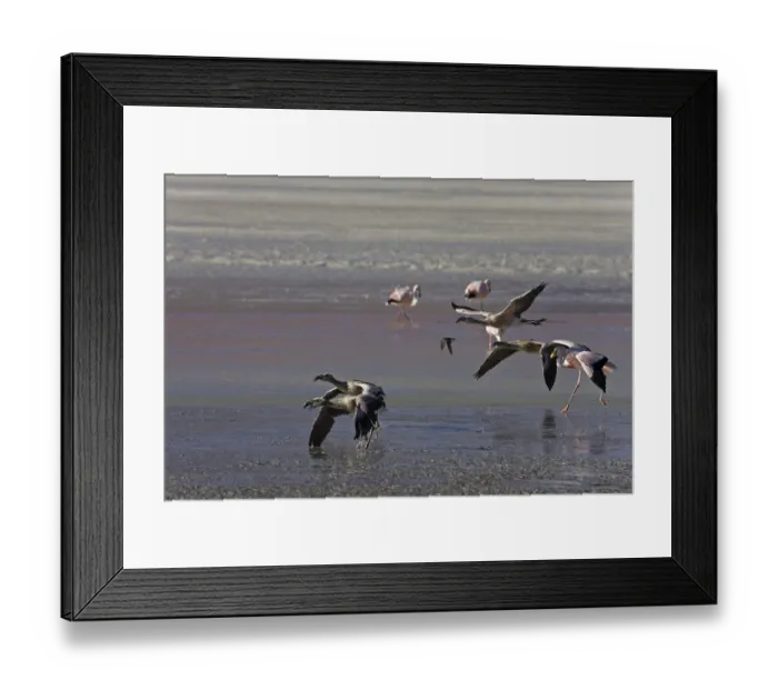 Framed Print : Flamingos (Phoenicoparrus) at lagoon Laguna Colorada Framed Print : Flamingos (Phoenicoparrus) at lagoon Laguna Colorada