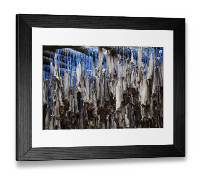 Framed Print : Dried fish, Iceland, Europe Framed Print : Dried fish, Iceland, Europe