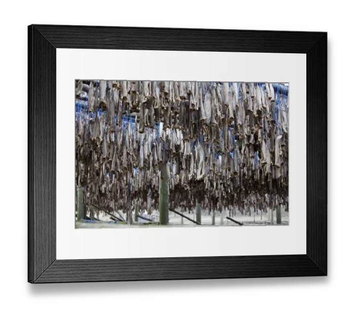 Framed Print : Dried fish, Iceland, Europe