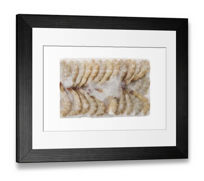 Framed Print : Raw tiger shrimp frozen in large ice cube isolated on white background