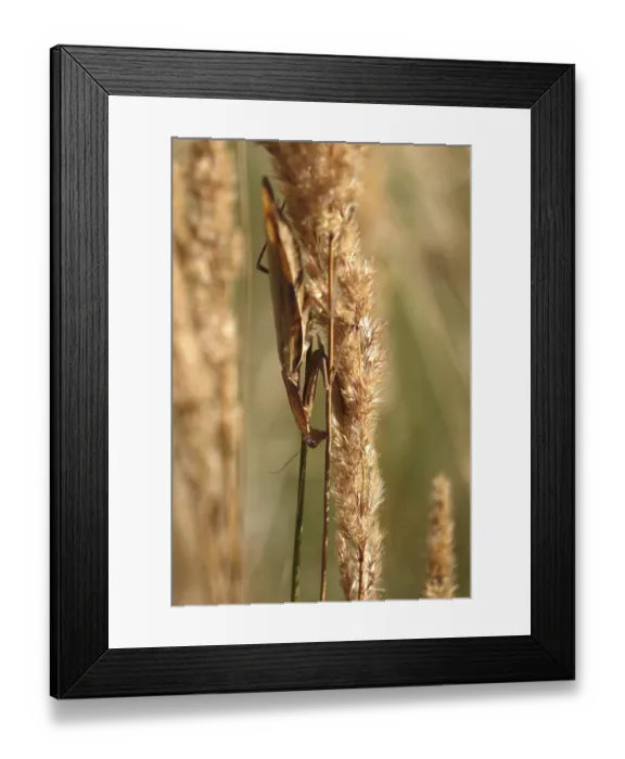 Framed Print : Praying mantis, August, Saxony, Germany Framed Print : Praying mantis, August, Saxony, Germany