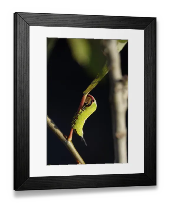 Framed Print : Fork-tailed Caterpillar, August, Saxony, Germany