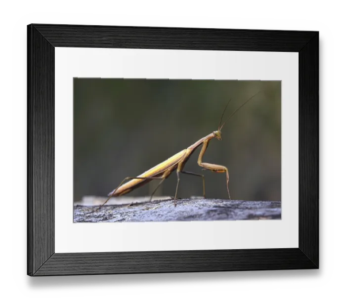 Framed Print : Praying mantis, August, Saxony, Germany