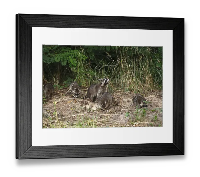 Framed Print : Raccoon, family at the edge of a forest