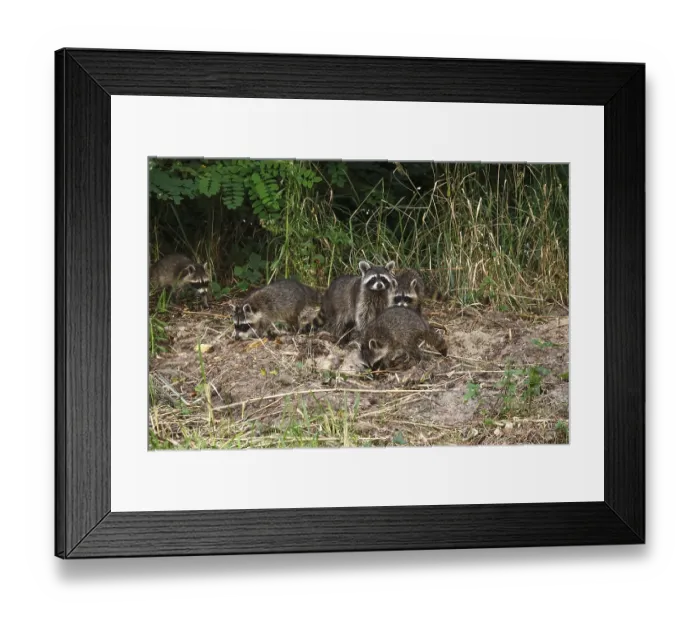 Framed Print : Raccoon, family at the edge of a forest