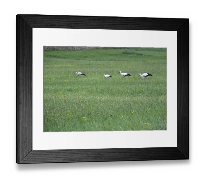 Framed Print : White storks, summer, Germany