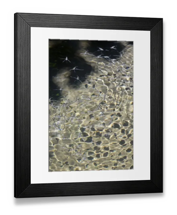 Framed Print : Insect Water strider (Gerridae) on a lake Framed Print : Insect Water strider (Gerridae) on a lake