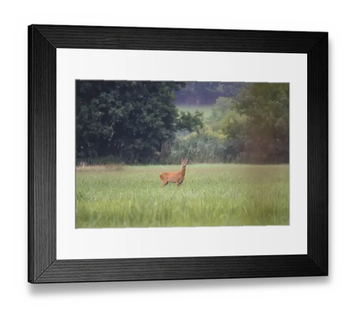 Framed Print : Roebuck in a field, summer, Germany Framed Print : Roebuck in a field, summer, Germany