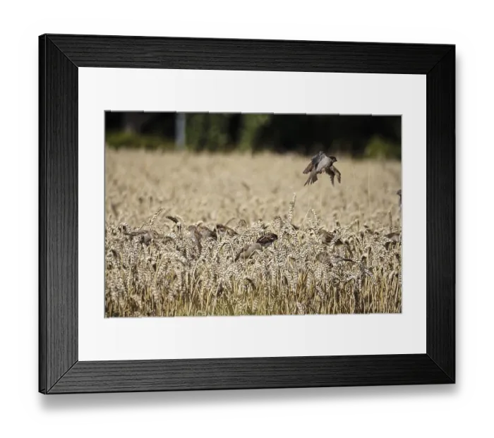 Framed Print : Cornfield with sparrows, summer, Germany Framed Print : Cornfield with sparrows, summer, Germany