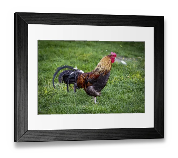 Framed Print : A rooster breed Altsteirer colour wild brown stands on green grass in the sunlight Weinviertel Lower Austria Austria