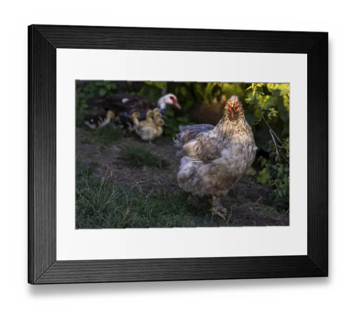Framed Print : A hen Brahma hen with chicks in the background in natural light Weinviertel Lower Austria Austria