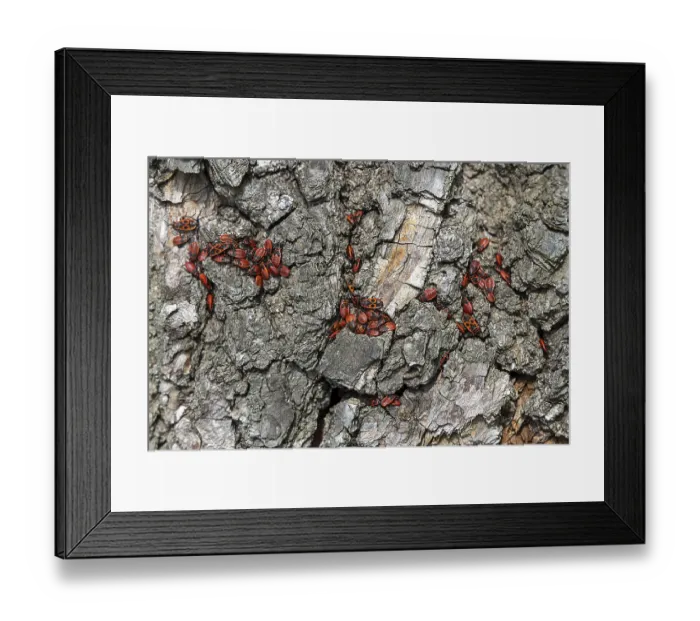 Framed Print : Firebugs on patterned tree bark in vivid red and black Framed Print : Firebugs on patterned tree bark in vivid red and black