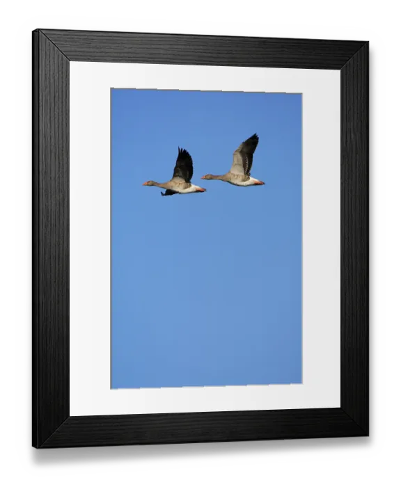 Framed Print : Greylag Geese (Anser anser) flying Framed Print : Greylag Geese (Anser anser) flying