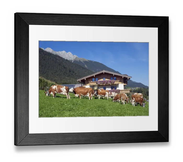 Framed Print : Cows decorated for the Almabtrieb in a meadow in front of the farm