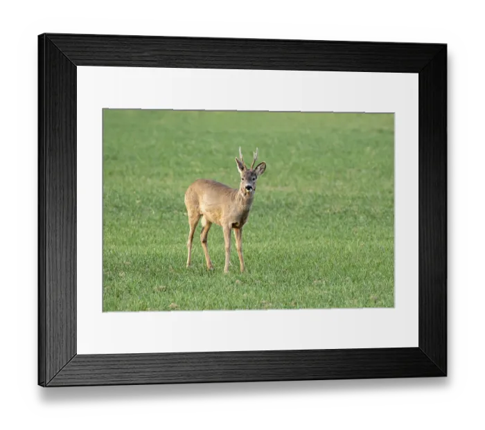 Framed Print : Roe deer (Capreolus capreolus)