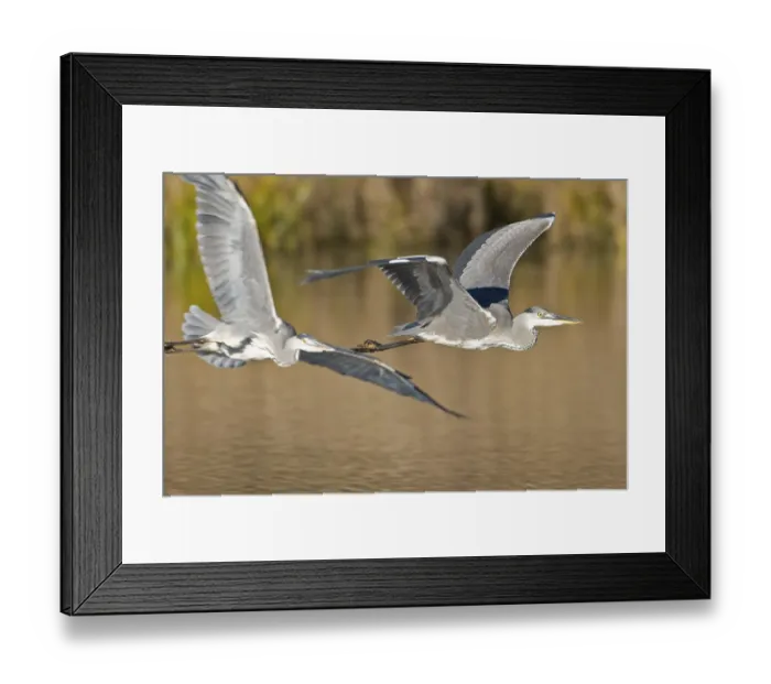 Framed Print : Grey Heron (Ardea Cinerea)