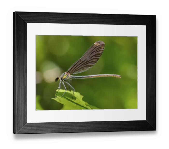 Framed Print : Sideways closeup shot of a sunny illuminated dragonfly in green back Framed Print : Sideways closeup shot of a sunny illuminated dragonfly in green back