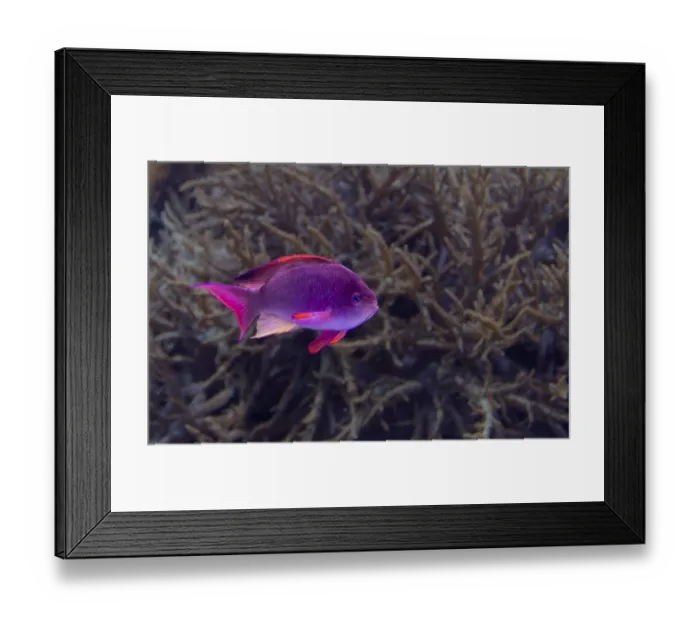 Framed Print : Underwater scenery showing a purple coral fish in natural ambiance