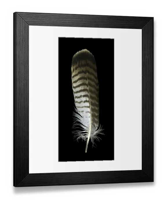 Framed Print : Feather from a bird of prey in white back