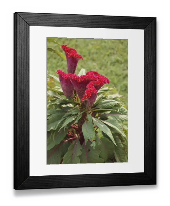 Framed Print : Vibrant red flower named plumed cockscomb