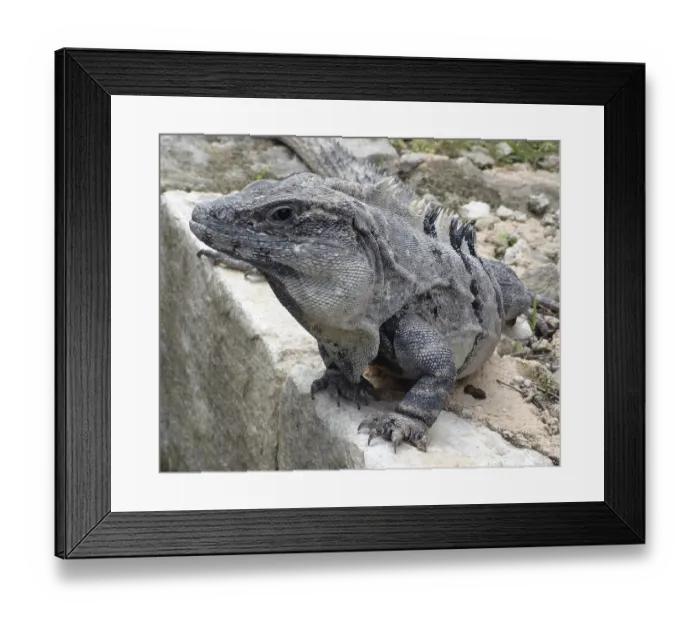 Framed Print : Portrait of a big grey lizard resting on rock formation in Mexico