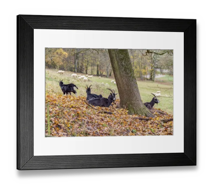 Framed Print : Some goats resting around a tree in autumn ambiance