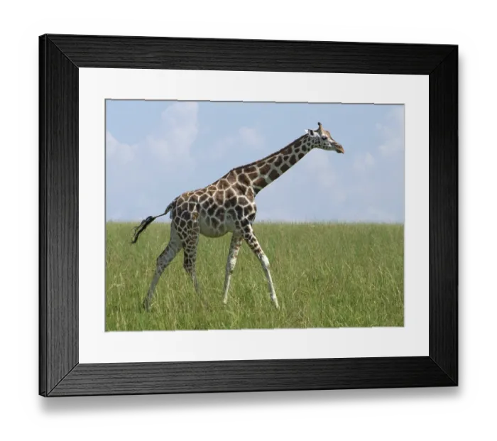 Framed Print : Sunny scenery with a Rothschild Giraffe in Uganda (Africa) while walking through wide grassland