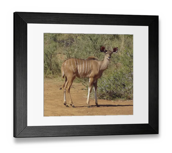 Framed Print : A Antelope seen in South Africa Framed Print : A Antelope seen in South Africa