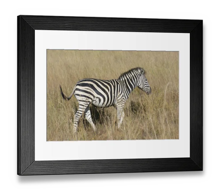 Framed Print : Sunny savanna scenery with zebra in Botswana