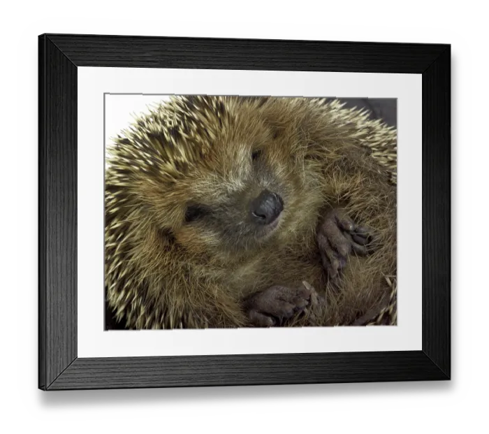 Framed Print : Portrait of a rolled-up young hedgehog