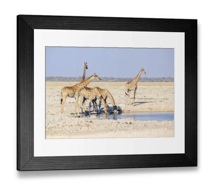 Framed Print : Sunny savannah scenery including a group of giraffes at a waterhole in Namibia