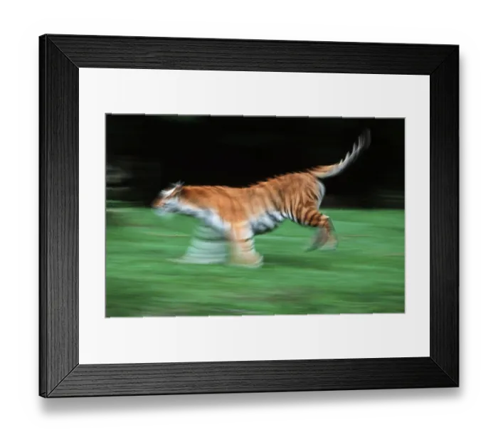 Framed Print : Siberian Tiger  /  (Panthera tigris altaica)