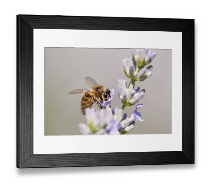Framed Print : European Honey Bee (Apis mellifera) feeding on nectar of Lavender (Lavandula angustifolia)