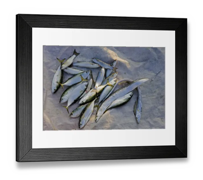 Framed Print : Fresh fish Framed Print : Fresh fish