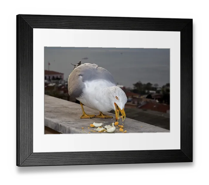 Framed Print : Yellow-legged Gull (Larus michahellis)